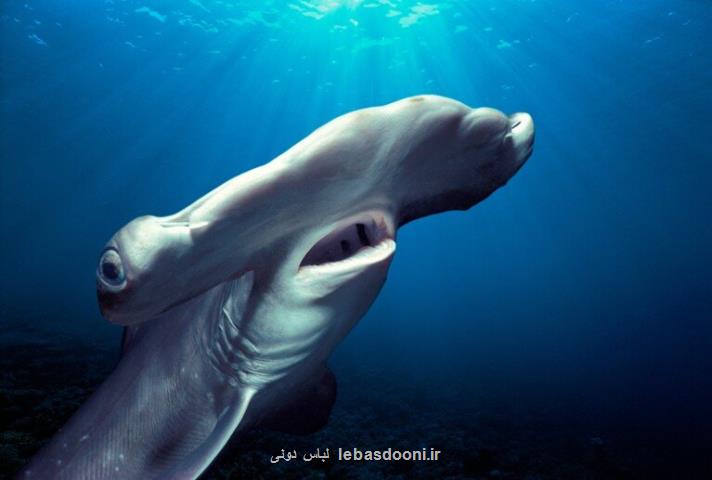 چرا سر این کوسه شبیه به چکش است؟